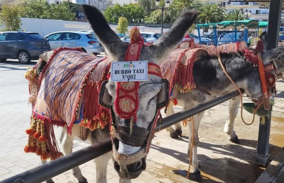 burro taxi mijas